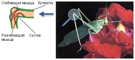 Екзоскелет насекомих