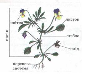 Будова рослини фото